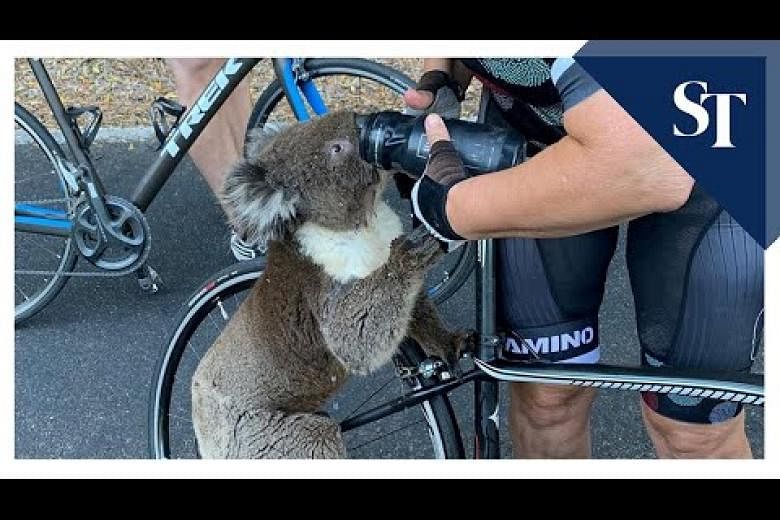 Ribuan koala dikhawatirkan tewas dalam kebakaran hutan Australia