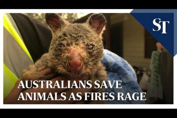 ‘Terlambat untuk pergi’: Pejabat memperingatkan wisatawan yang tidak akan mengungsi saat Australia tenggara terbakar